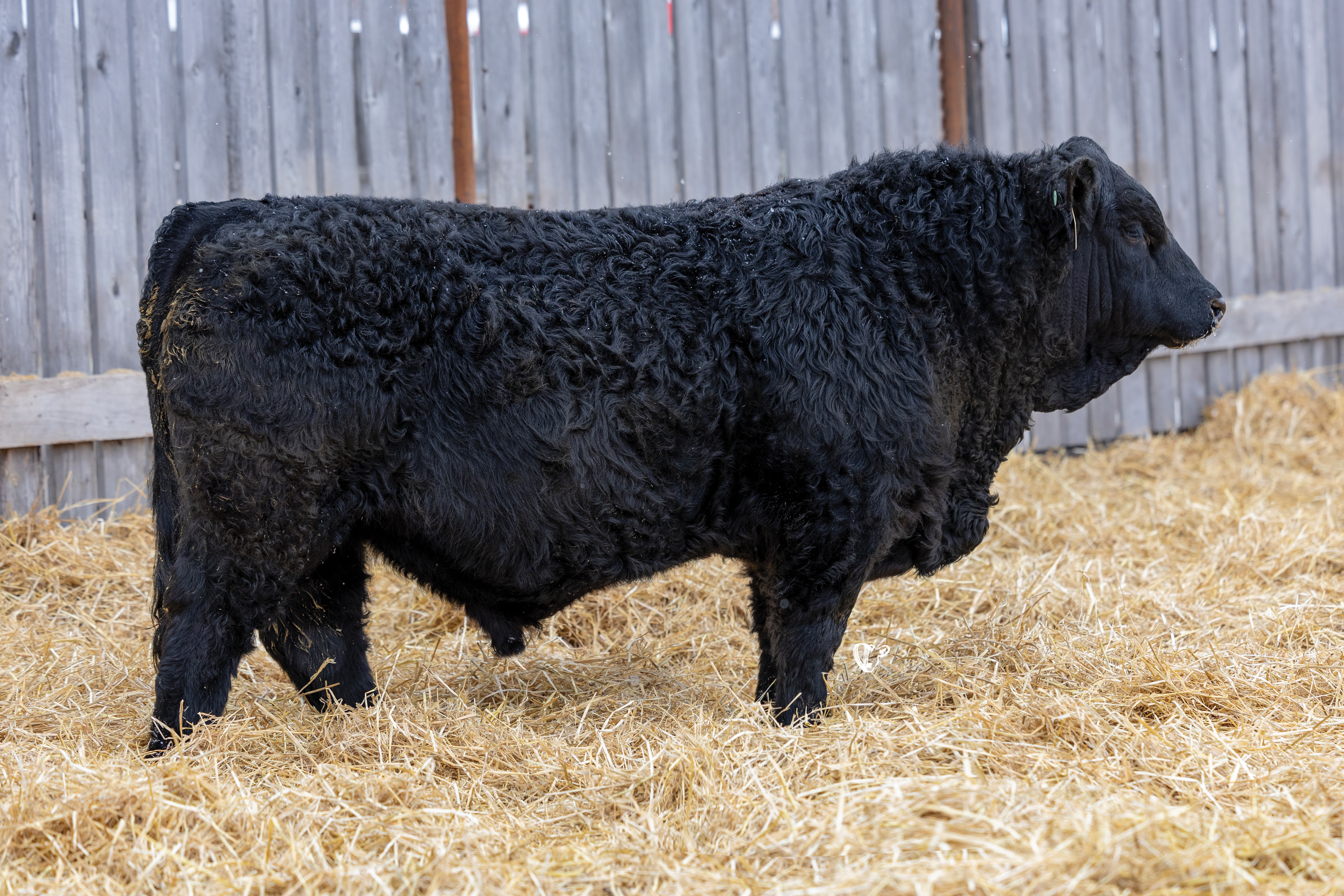 Yearling Bull